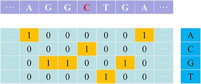 iPromoter-5mC: A Novel Fusion Decision Predictor for the Identification of 5-Methylcytosine Sites in Genome-Wide DNA Promoters